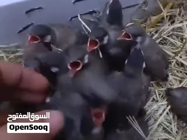 افراخ بلابل