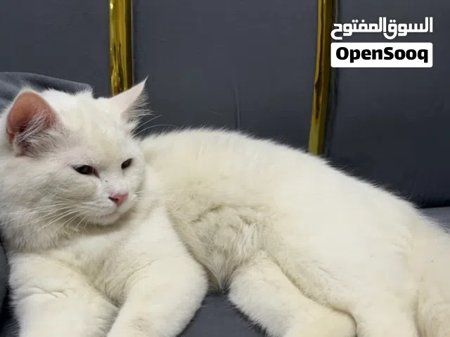 قط بدون اغراضه