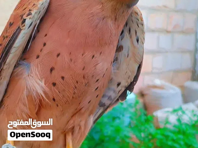 صقر شرياص بذوار