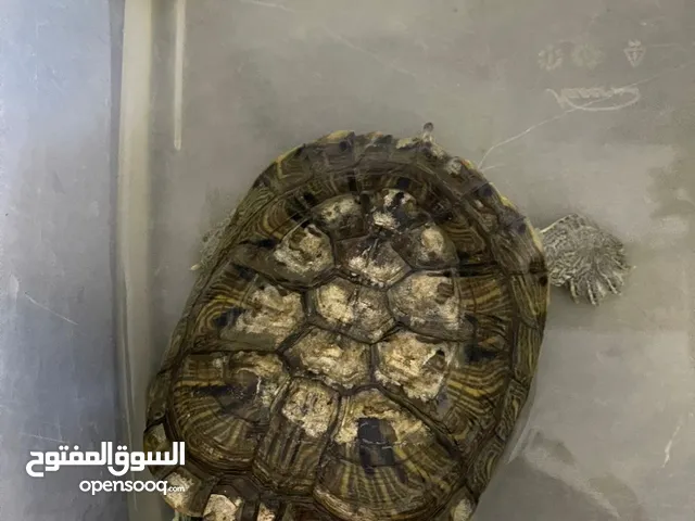 سلحفاة للبيع معاي من 2018