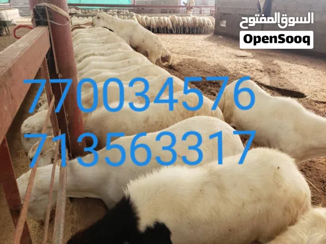 كباش تهامي مروعي عني عن التعريف