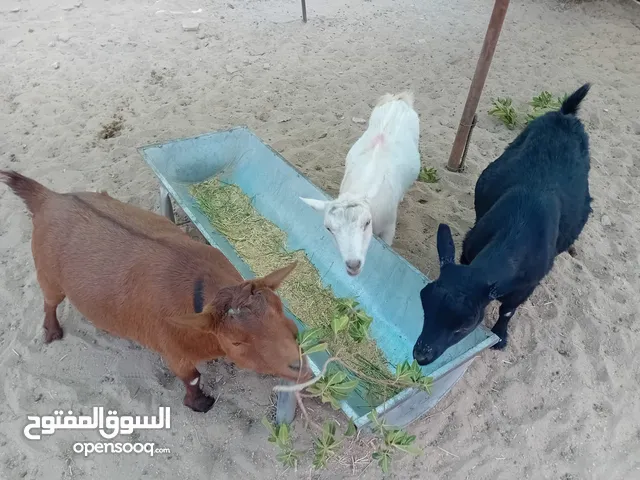 * جيكيات *