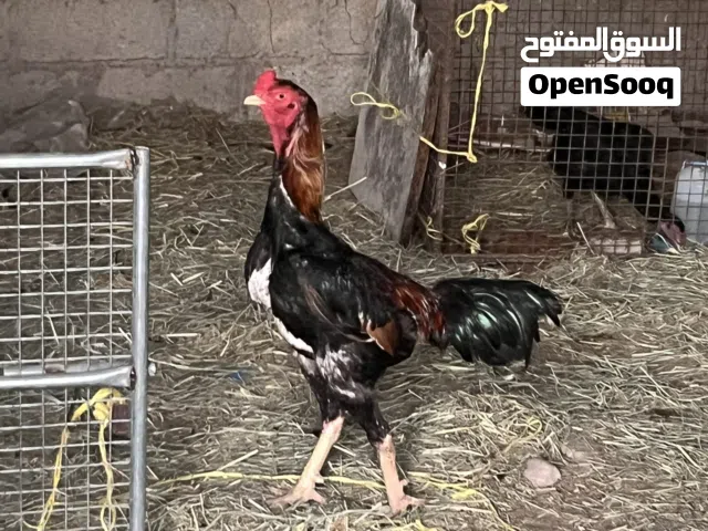 ديك شامو الماني بيور