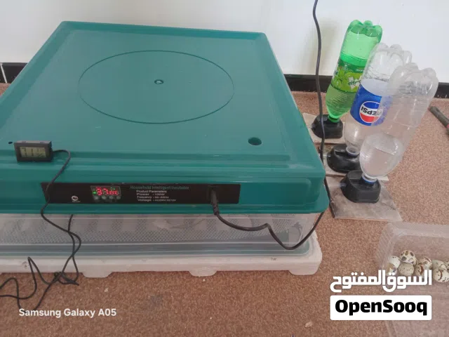 حضانه 130بيض