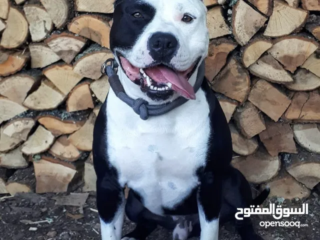 كلب بيتبول الحراسه مدرب