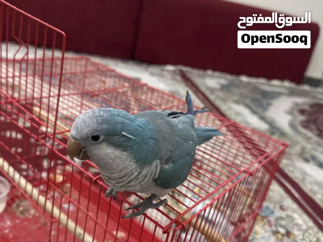 كويكر بغباء