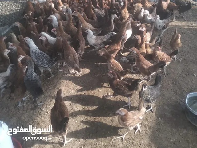 دجاج محلي وفرنسي
