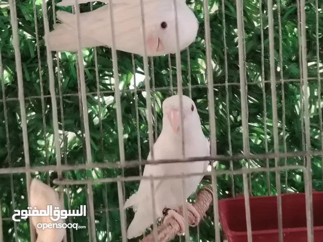كوبية البينوا عين حمرا دم صافي حجم جامبوا بصدق