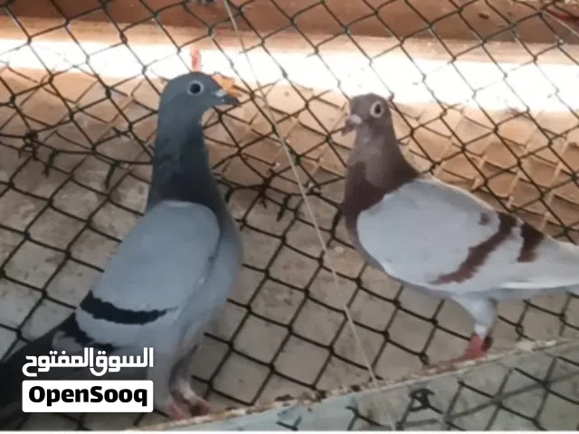 Racer pigeon for sale بيع حمام  زاجل