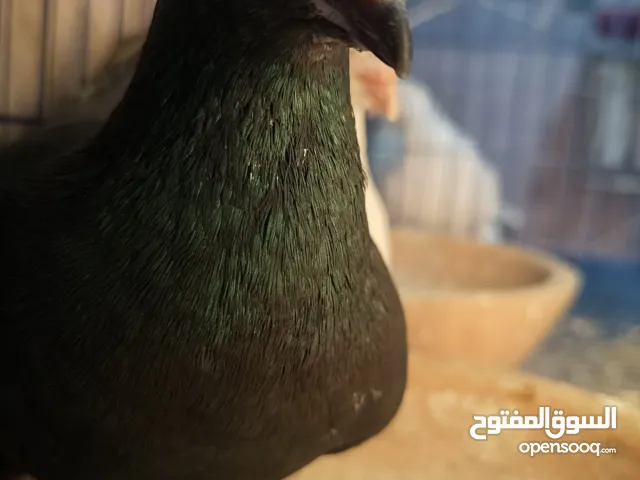 حمام الكرزلي شغال للبيع