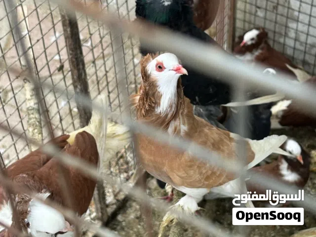 طيور نمساويه نادره