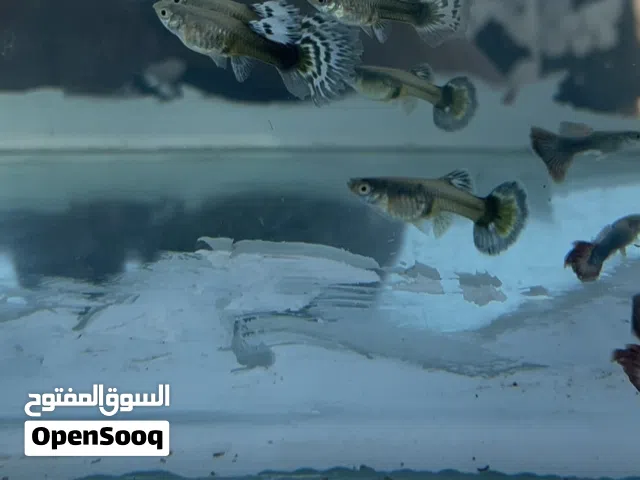 سمك قوبي ظافرة متوفرة