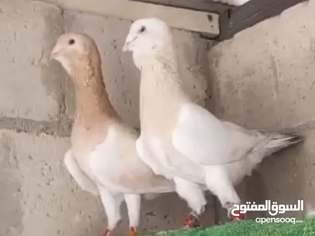3 جواز اول الاول صلاة النبي