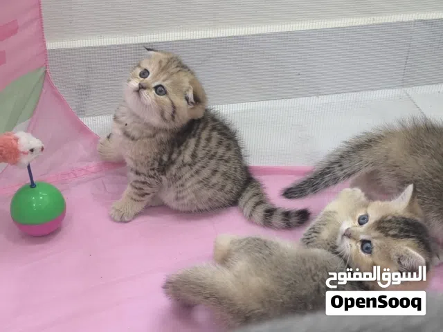 سكوتش فولد وستريت كتنزny22/ny25