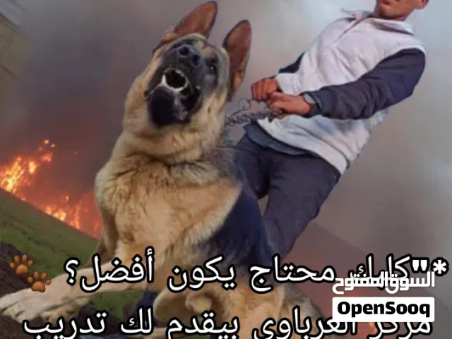 تدريب كلاب الحراسة وكلاب البحث والتفتيش