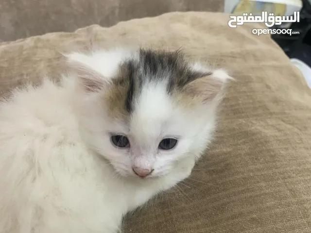 قطط تبني شرازي