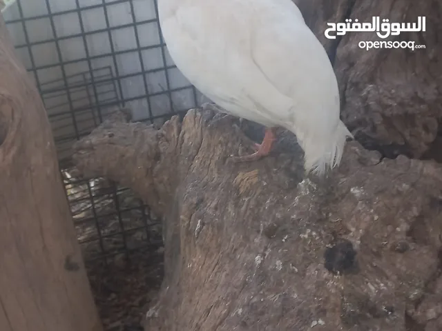 حجل للبيع ذكور عدد2 واحد ابيض  واجد بلدي