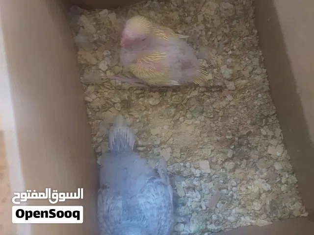 يتوفر لدينا 14 جوز حب في مطير شغلات اشي على افراخ وبيض للبيع وجوز روز