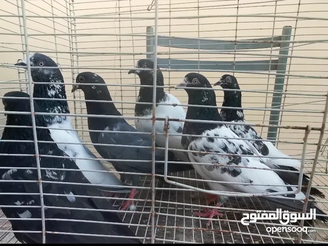 للبيع حمام باكستاني