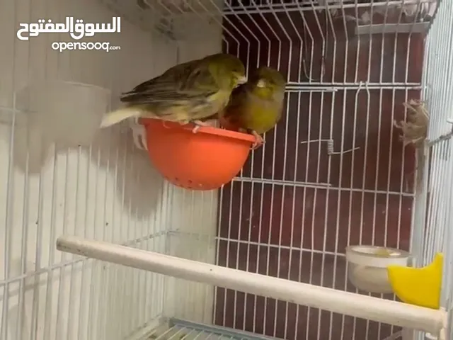 ذكر و انثي جلوستر