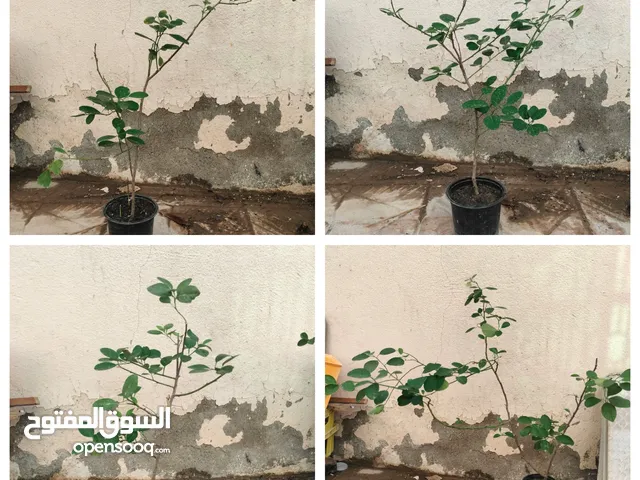 شتلات متنوعه
