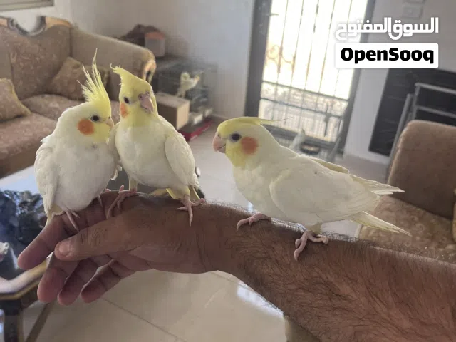كوكتيل لاتينو
