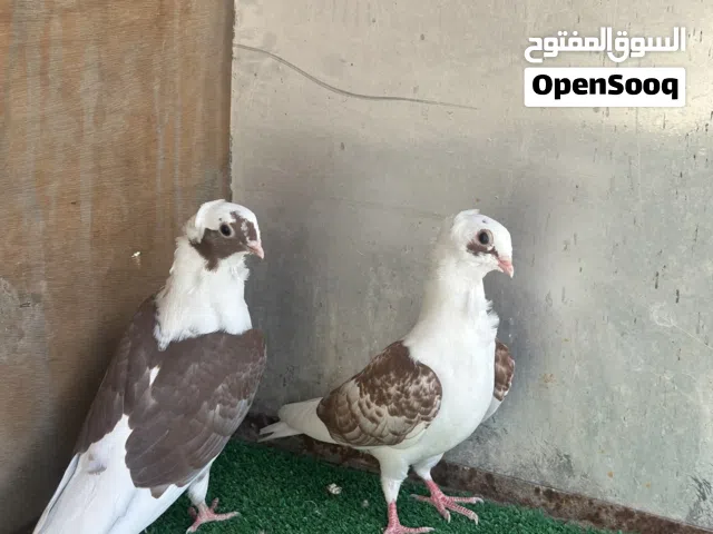 هرفل  مخاليف مجاتيف بعدهن ما طايرات