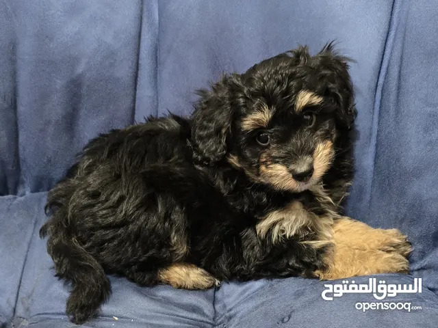 Supreme Quality Poodles, Cockapoo, Maltipoo and Pomeranian Available