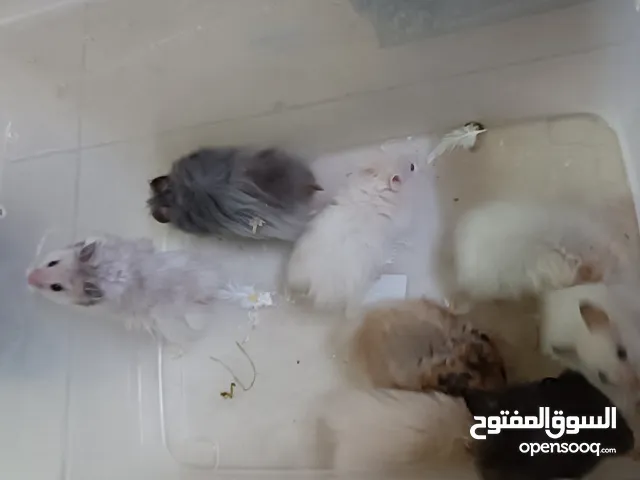 هامسترات للبيع