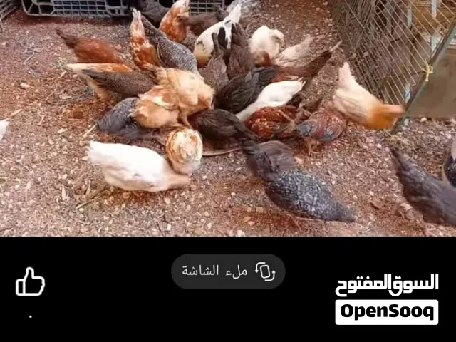 فرخات جاج عمر شهرين ونص تقريبا