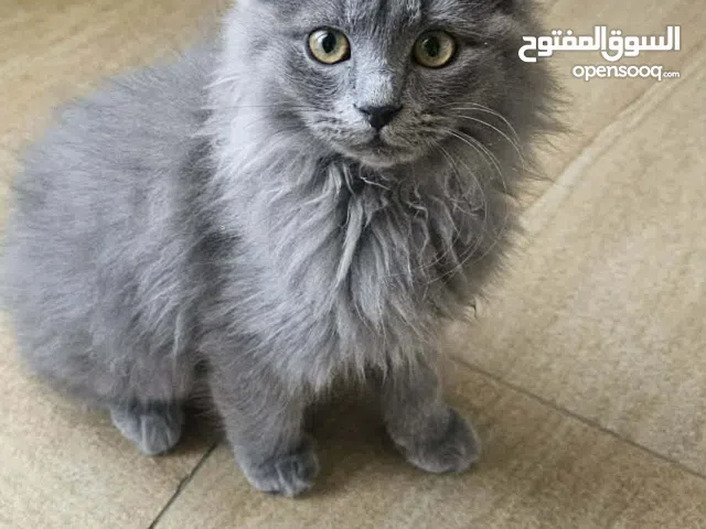 بس شيرازي بلون الرمادي