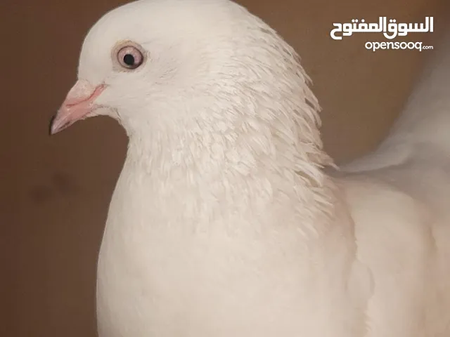 Exquisite Fancy Pigeons with Cage for Sale in Riyadh – Rare Colors & Pure Whites!
