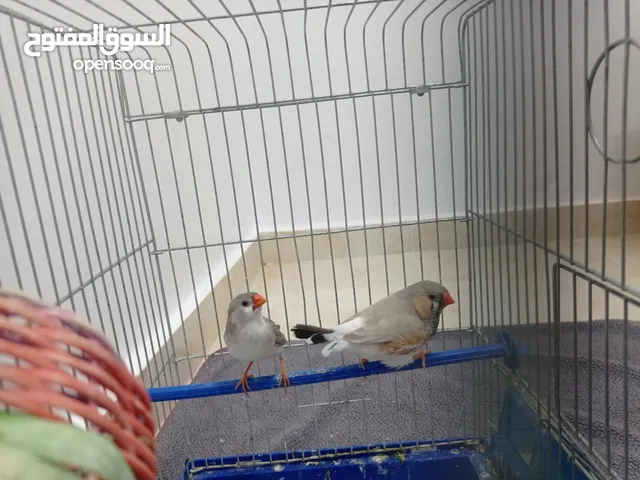 طيور زيبرا حجم الله ايبارك السعر 40دينار