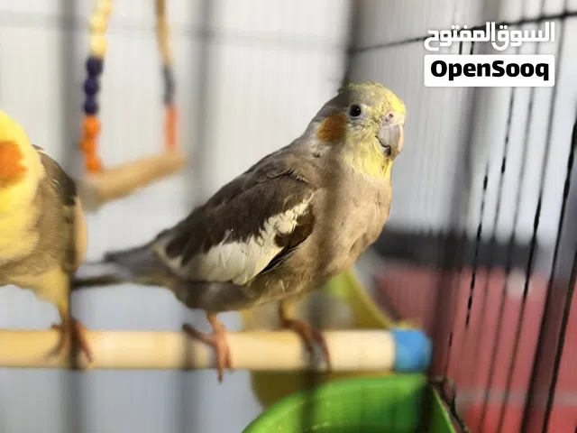 Healthy Baby Cockatiel (4 Months) – 200 SAR