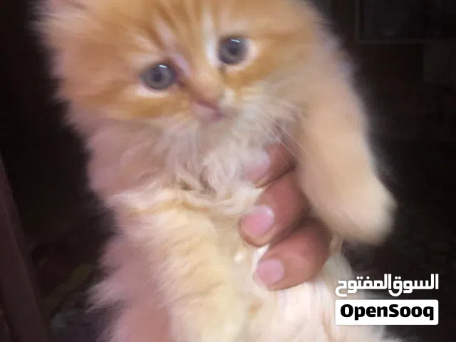 بزونه امايه و افراخها ثنين بيرشن