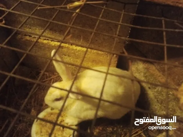 ذكر ارانب فرنسي للبيع