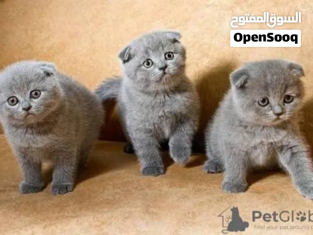 femelle scottish fold