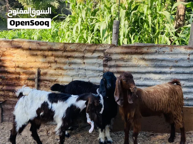 جديان للبيع