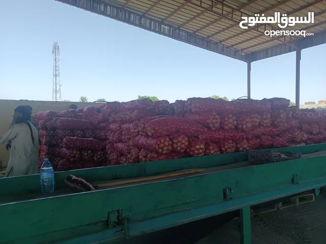 للبيع بصل يمني بسعر الجمله