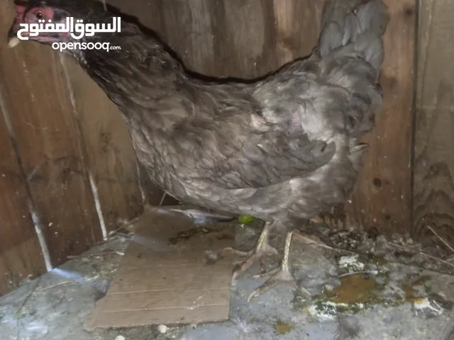 دجاجة للبيع موجودة بطرابلس لبهمو امرا يحكيني واتسأب