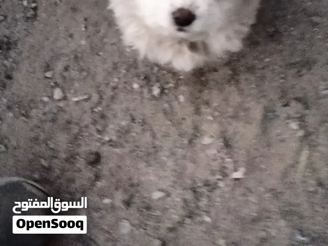 كلب قطني صغير15000للتواصل عبر واتس