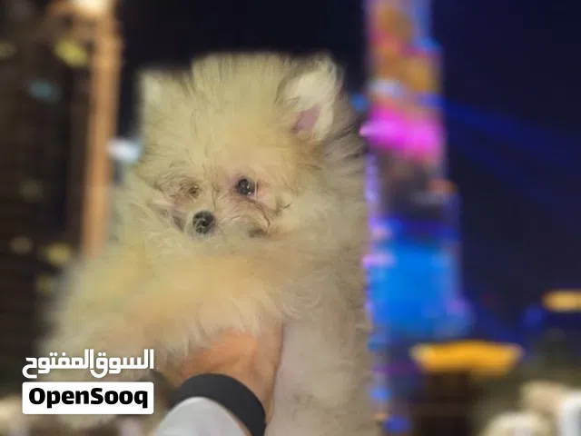 teacup male Pomeranian 5 month old