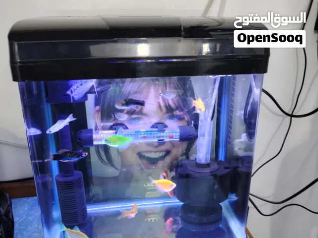 حوض مكتبي للبيع