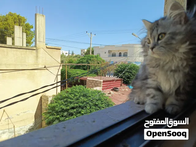 قطط شانشيلا عباره لعبه بجنن بسعر مغري