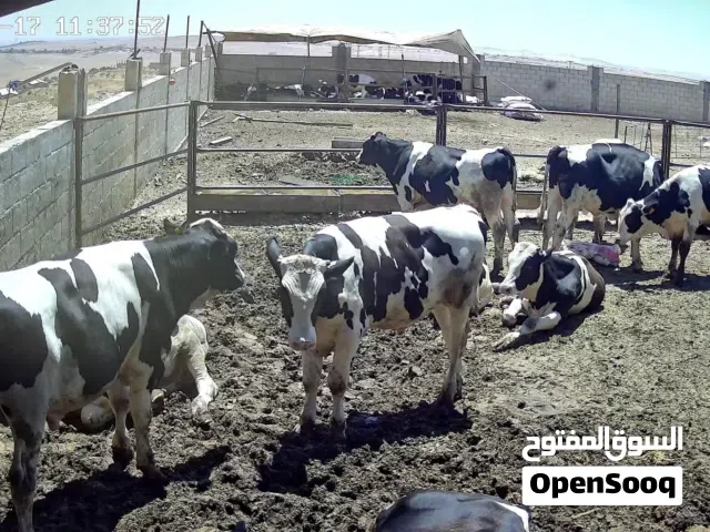 بقرت حليب 22 عشار ثلاث اشهر بطن ثالث