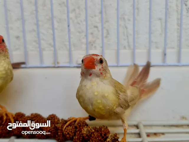فينشات للبيع مميزه في مصر