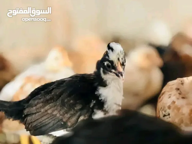 كتكوت للبيع