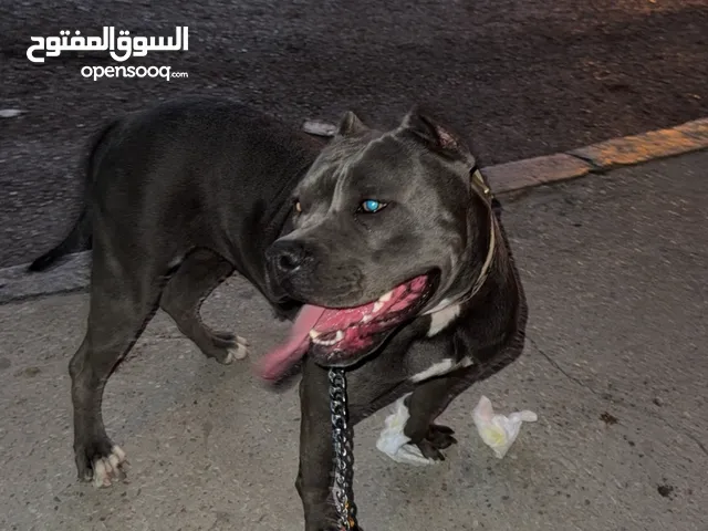 كلبة بولي امريكي عمرها سنه