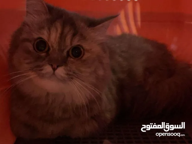 قطة شيرازية مطعمة مع كل أغراضها