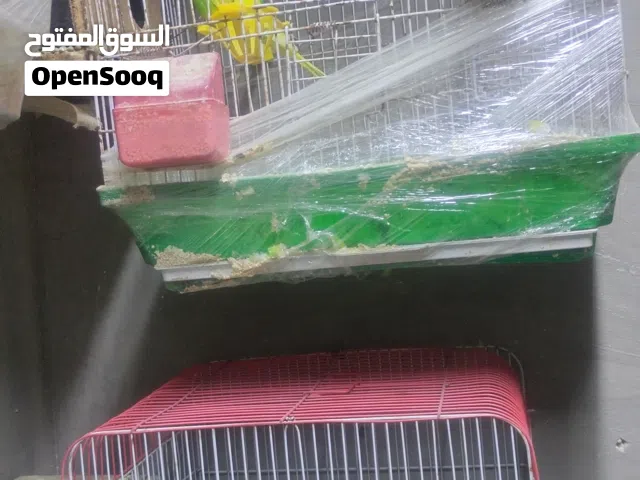 عصافير حب شغال للبيع
